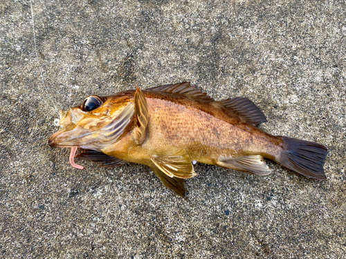 アカメバルの釣果