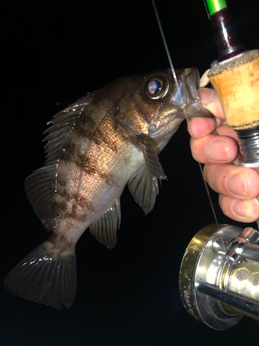 シロメバルの釣果