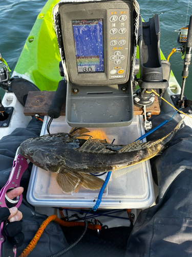 マゴチの釣果