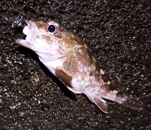 カサゴの釣果