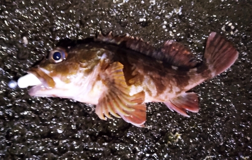 カサゴの釣果