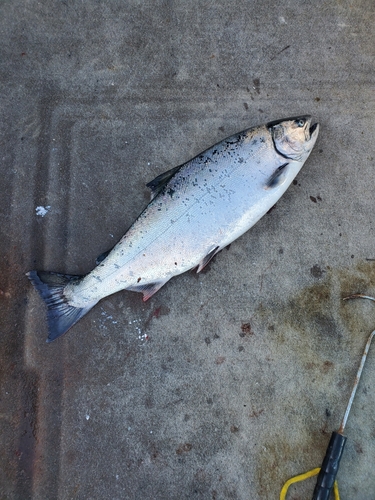 サクラマスの釣果