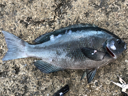 グレの釣果