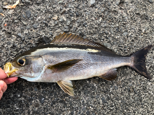 イサキの釣果