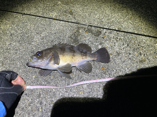 メバルの釣果