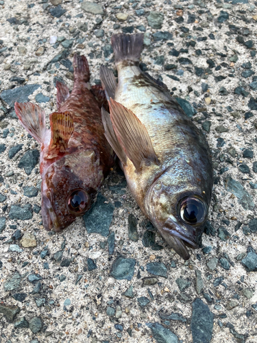 メバルの釣果