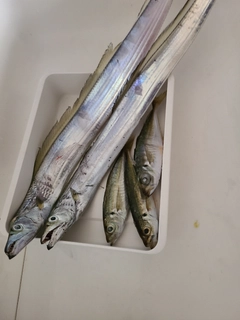 タチウオの釣果