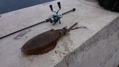 アオリイカの釣果