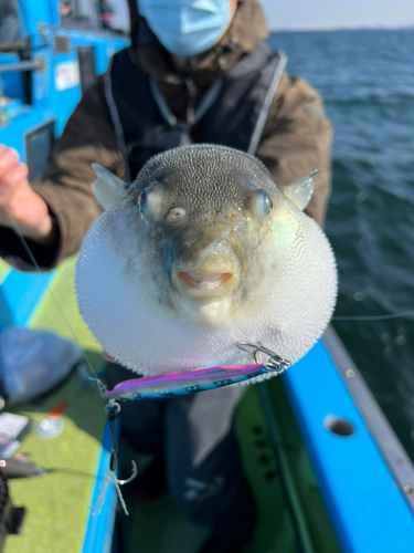 トラフグの釣果