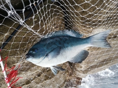 クチブトグレの釣果