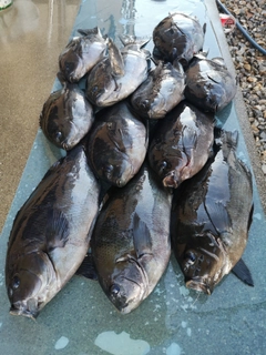 クチブトグレの釣果