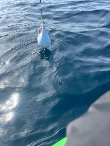 ヨリトフグの釣果