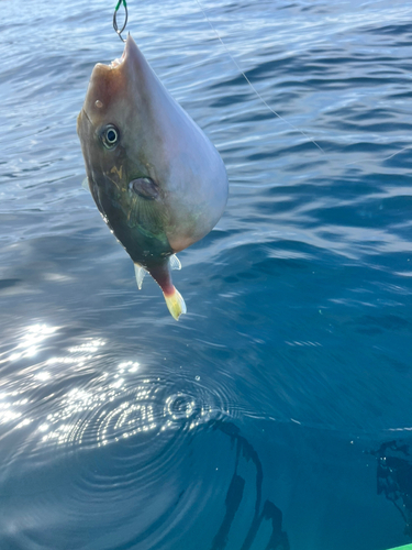 ヨリトフグの釣果