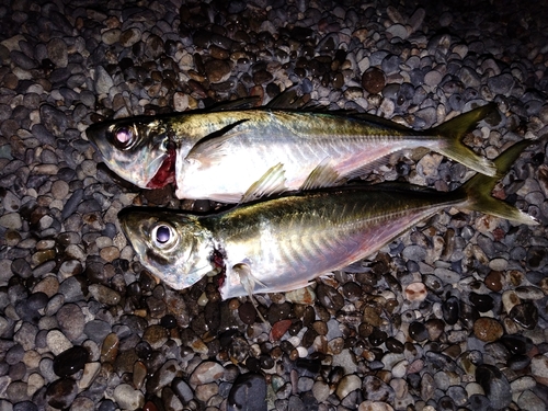 マアジの釣果