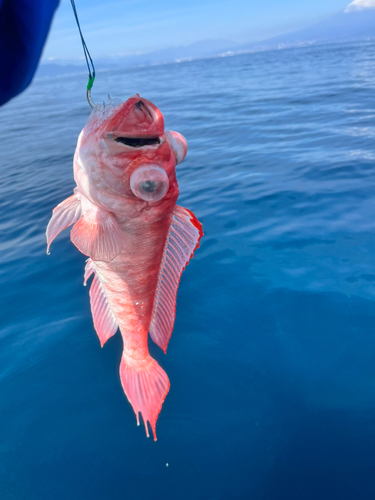 アマダイの釣果