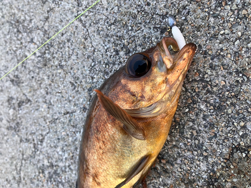 アカメバルの釣果