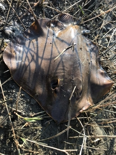 アカエイの釣果