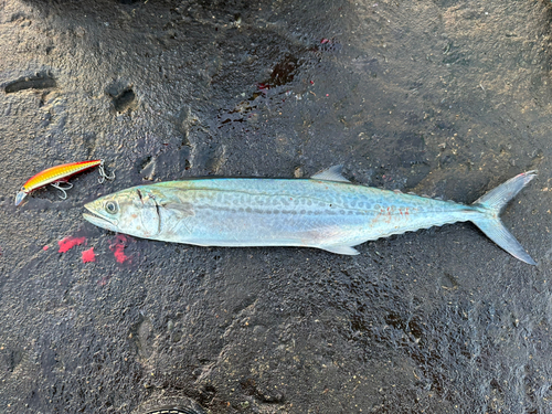 サゴシの釣果