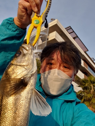 スズキの釣果