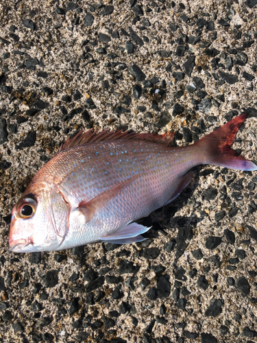 タイの釣果