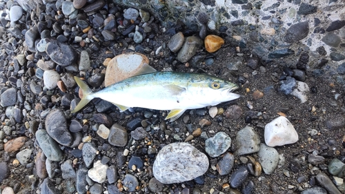 ワカシの釣果