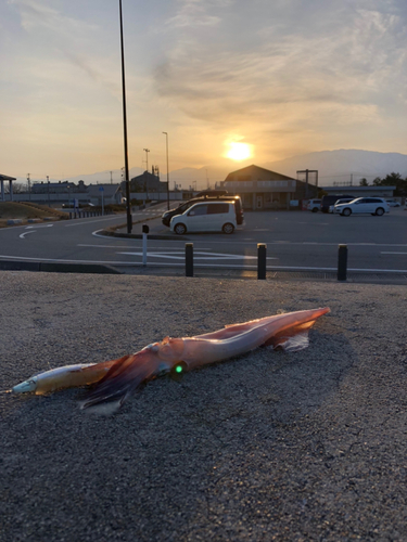 ヤリイカの釣果