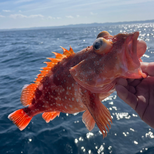 ウッカリカサゴの釣果