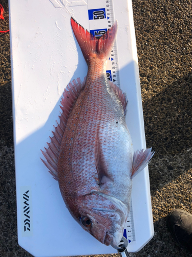 タイの釣果