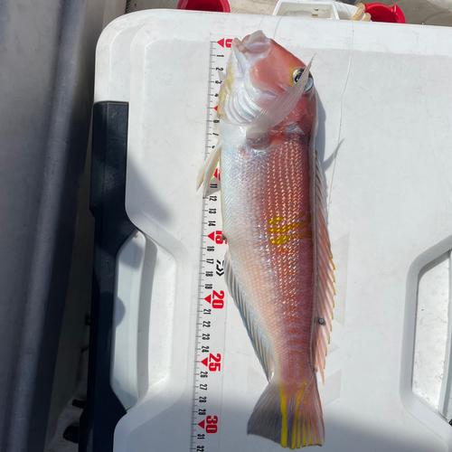 アマダイの釣果