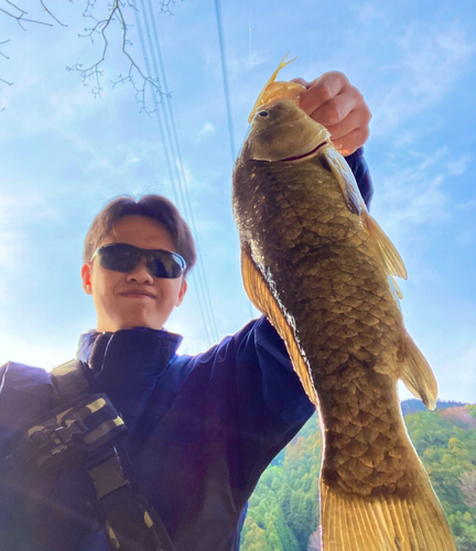 マブナの釣果