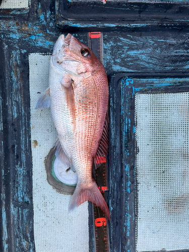 マダイの釣果