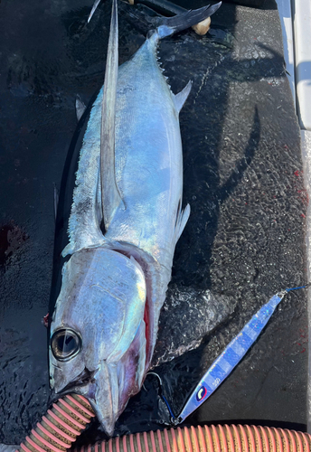 ビンチョウマグロの釣果