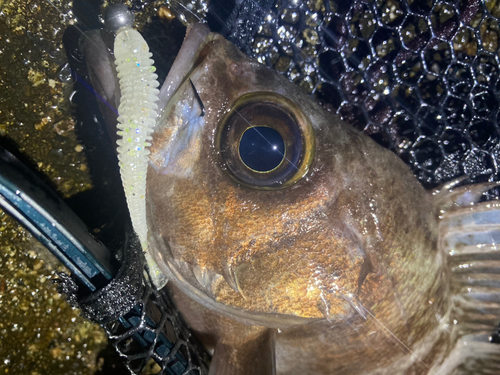 シロメバルの釣果