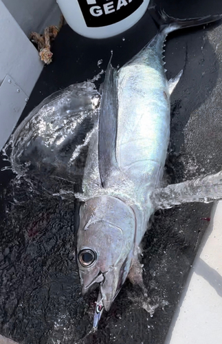 ビンチョウマグロの釣果