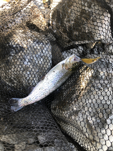 ニジマスの釣果