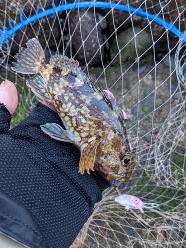 カサゴの釣果