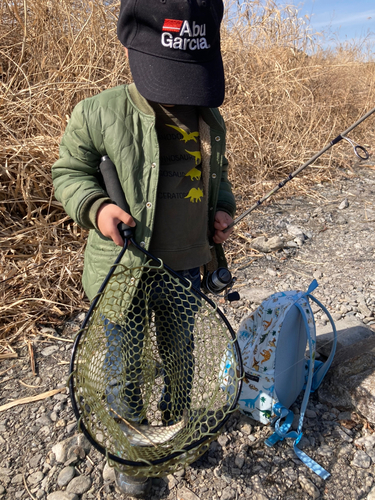 ヤマメの釣果