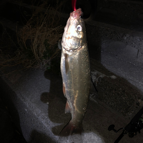 マルタウグイの釣果