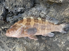 オオモンハタの釣果