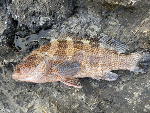 オオモンハタの釣果