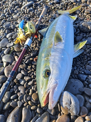 メジロの釣果