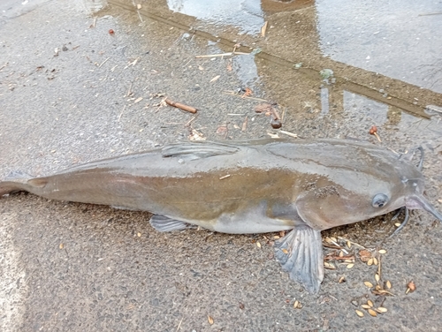 アメリカナマズの釣果