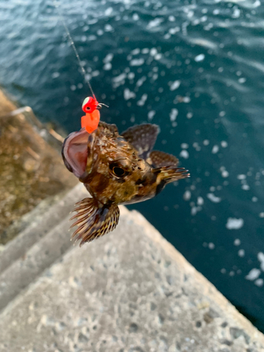 アラカブの釣果