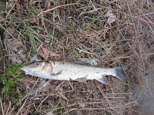 ニゴイの釣果