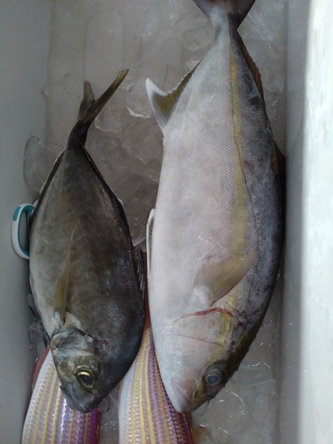 カンパチの釣果