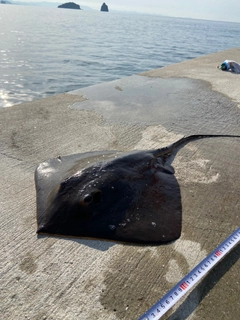 アカエイの釣果