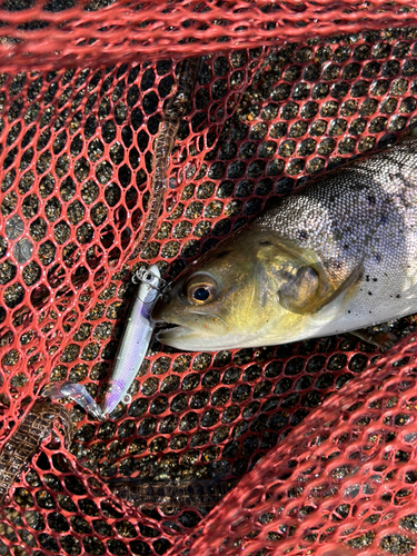 ブラウントラウトの釣果