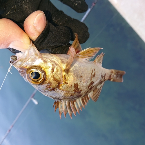 メバルの釣果