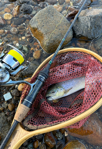 ブラウントラウトの釣果