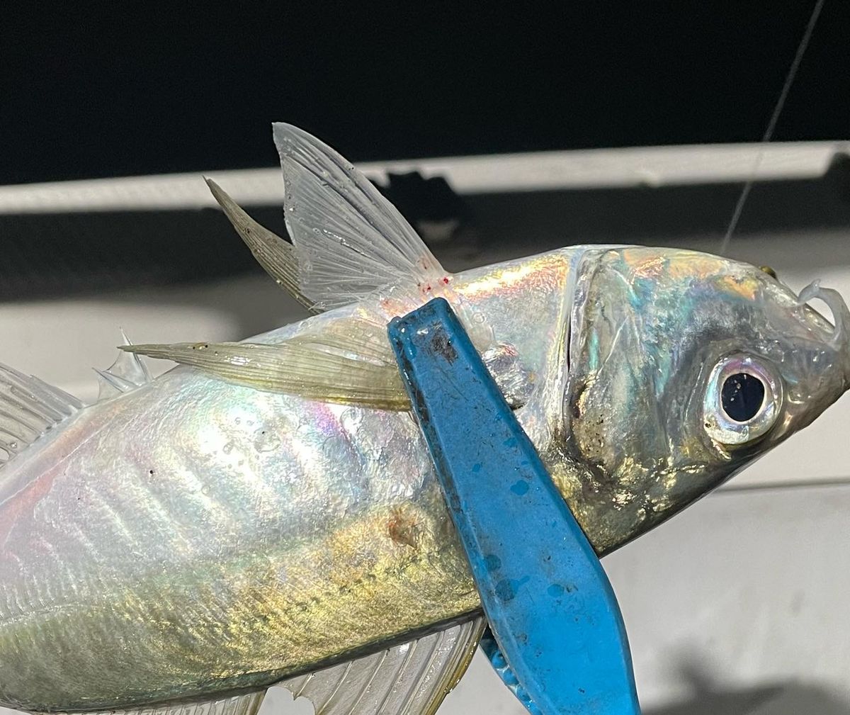 たろべいさんの釣果 2枚目の画像